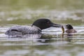 A week-old Common Loon chick is fed a fish by one of its parents Royalty Free Stock Photo