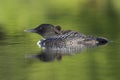 A week-old Common Loon chick preens its feathers while riding on Royalty Free Stock Photo