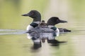 A week-old Common Loon chick rides on its mother`s back as its f Royalty Free Stock Photo