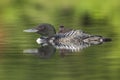 A week-old Common Loon chick rides on its mother`s back - Ontari Royalty Free Stock Photo