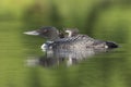 A week-old Common Loon chick rides on its mother`s back - Ontari Royalty Free Stock Photo