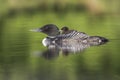 A week-old Common Loon chick rides on its mother`s back - Ontari Royalty Free Stock Photo