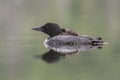 A week-old Common Loon chick rides on its mother`s back - Ontari Royalty Free Stock Photo