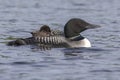 A week-old Common Loon chick rides on its mother`s back while pa Royalty Free Stock Photo