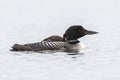 A week-old Common Loon chick riding on its mother`s back - Onta Royalty Free Stock Photo