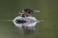 A week-old Common Loon chick stretches its legs and wings while Royalty Free Stock Photo