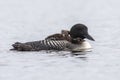 A week-old Common Loon chick stretching its wings while riding o Royalty Free Stock Photo