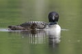 A week-old Common Loon chick swims next to its mother on a Canad Royalty Free Stock Photo