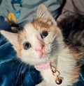 5 week old kitten with eye deformity due to feline herpesvirus, wearing pink collar from Pets at Home