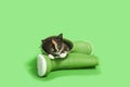 Tiny little Calico kitten laying inside of green rain boots,