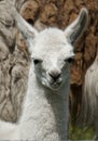 Week Old Llama 002 Royalty Free Stock Photo
