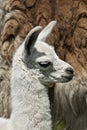 Week Old Llama Royalty Free Stock Photo