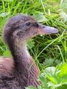 4 week old Mallard duck feather development. Age identification.