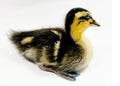 1 week old newborn duck baby isolated on white background. Close-up of little duck with yellow feathers, Royalty Free Stock Photo