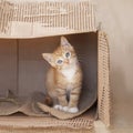 Orange tabby kitten sitting alone in a cardboard box.