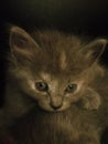 3 week old part Bob cat part domesticated cat Royalty Free Stock Photo