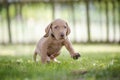 5 week old puppies of vizsla hound dog