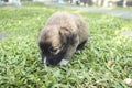 A 3 week old puppy sniffs the grass and discover new scents. Healthy development of the sense of smell