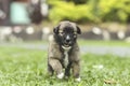 A 3 or 4 week old puppy sprints toward his owner, with grass in his mouth. Healthy leg development