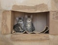 Two Brown tabby kittens sitting alone in a cardboard box. Royalty Free Stock Photo