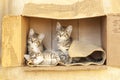 Three Brown tabby kittens sitting alone in a cardboard box. Royalty Free Stock Photo