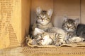 Three Brown tabby kittens sitting alone in a cardboard box. Royalty Free Stock Photo