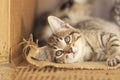 Two Brown tabby kittens sitting alone in a cardboard box. Royalty Free Stock Photo