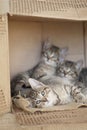 Three Brown tabby kittens sitting alone in a cardboard box. Royalty Free Stock Photo