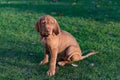 9 week old Vizsla puppy on the grass