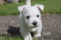 5 Week old Westie Puppy Royalty Free Stock Photo