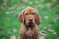 9 week of Wirehaired Vizsla puppy