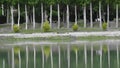 weekend holiday in Iran , trees reflected in water