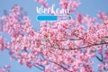 Weekend loading word on Wild Himalayan Cherry Blossoms in spring season Prunus cerasoides background Royalty Free Stock Photo