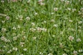 Field full of green grass with lots of small white flowers Royalty Free Stock Photo