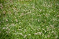 Field full of green grass with lots of small white flowers