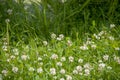 Field full of green grass with lots of small white flowers