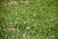 Field full of green grass with lots of small white flowers Royalty Free Stock Photo