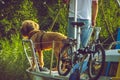 Weekend scene with a man and his dog on a boat Royalty Free Stock Photo