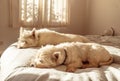 Weekend sleep in for two lazy west highland white terrier westie dogs on bed in bedroom