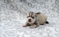 Weekly photo of a gray husky puppy