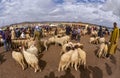 Weekly Tuesday Market in Azrou, Morocco