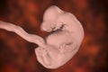 6-weeks human embryo