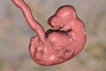6-weeks human embryo