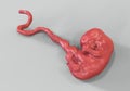 7-weeks human embryo