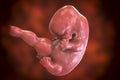 7-weeks human embryo