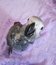 8 weeks old african grey parrot Royalty Free Stock Photo