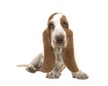 10 weeks old basset hound puppy with droopy eyes looking at the camera sitting