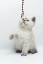 6 weeks old Birman bluepoint cat Royalty Free Stock Photo