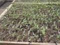 3 weeks old chili seedlings arranged on a wooden tray