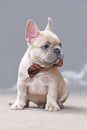 7 weeks old lilac fawn colored French Bulldog dog puppy wearing a bow tie